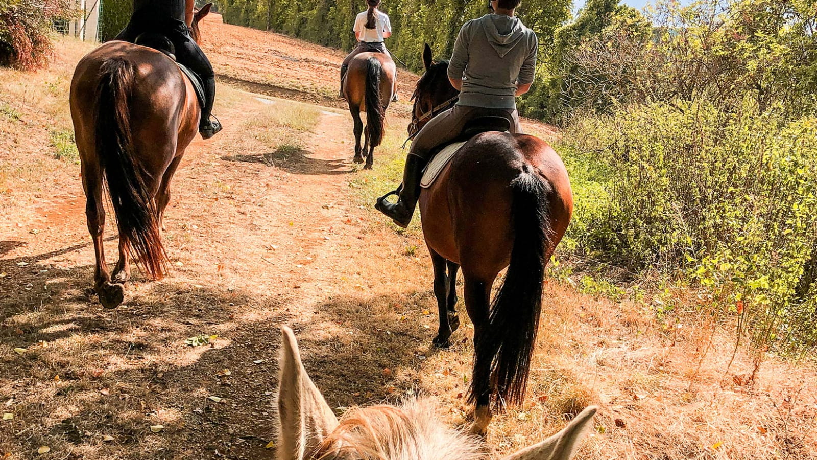 Balade à cheval dans la Loire en Bourgogne