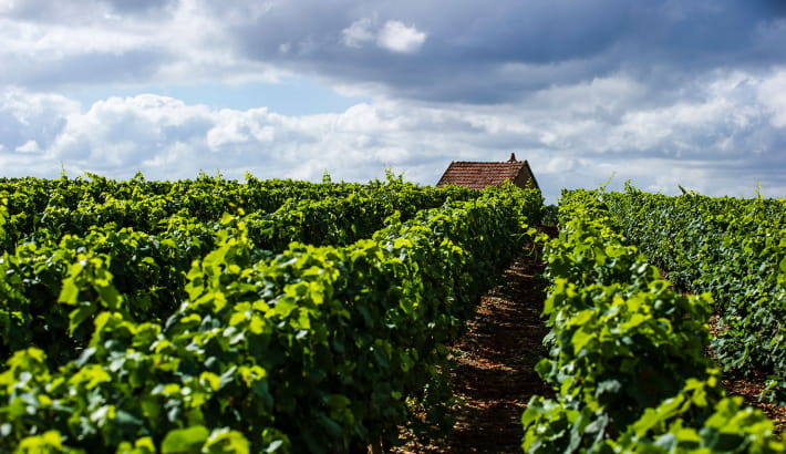 Pique-nique dans les vignes de Pouilly-sur-Loire