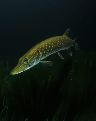 Taille, nombre de poissons On vous dit tout sur la règlementation avant  l'ouverture de la pêche à la truite dans la Nièvre - Nevers (58000)