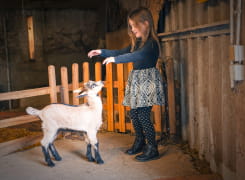 Chèvres de la ferme de Port-Aubry