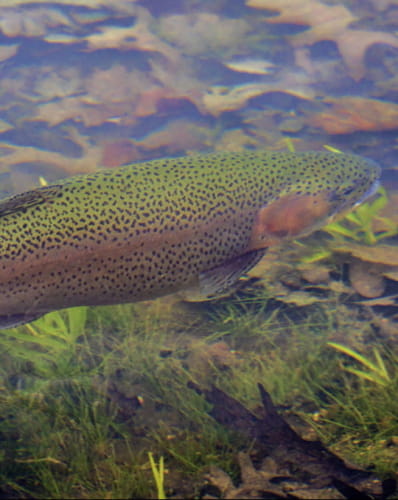 Préparez-vous pour l'ouverture de la pêche aux carnassiers dans la Nièvre !  - Nevers (58000)