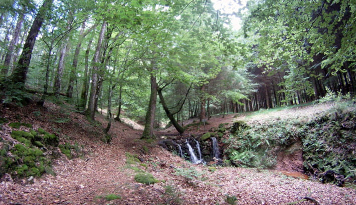 Sentier en forêt du Morvan,