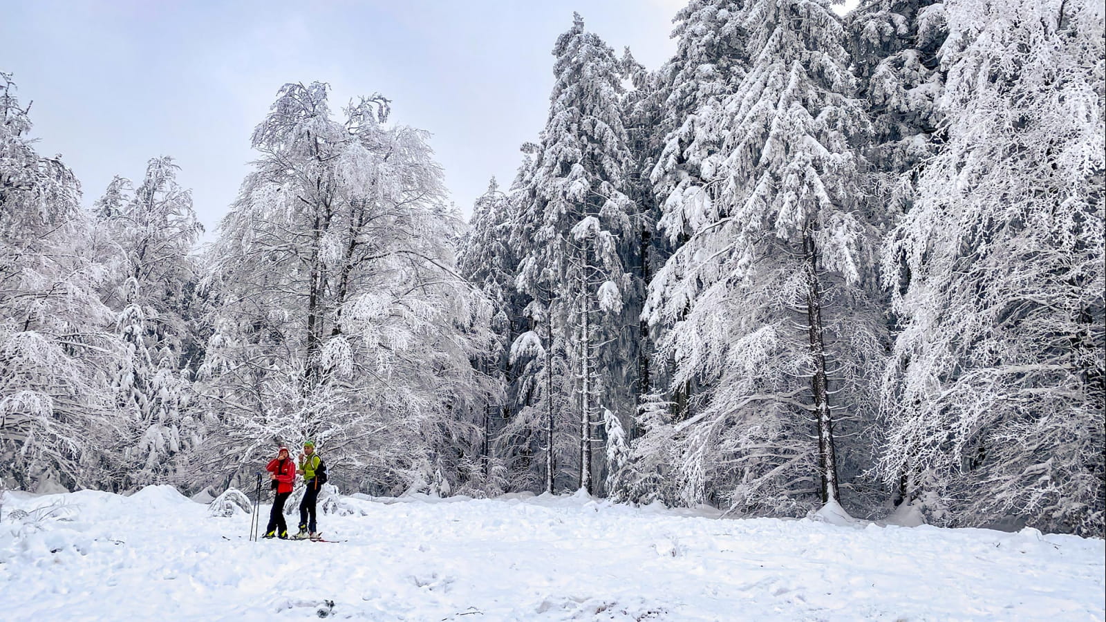 Dans le Morvan, le Haut Folin en hiver