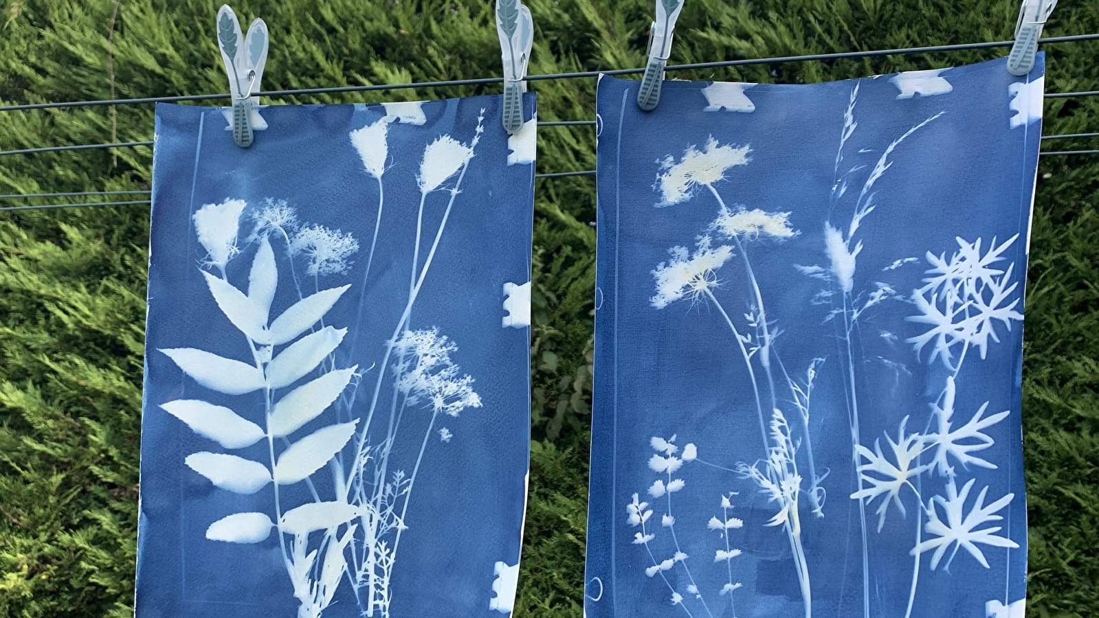 Atelier Nature : Herbier cyanotype