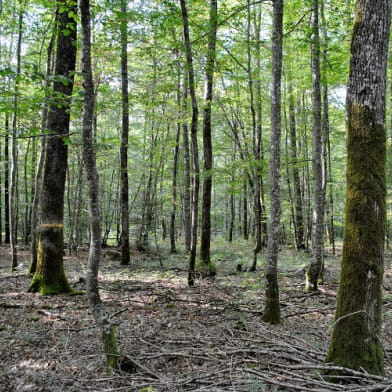 Forêt des Bertranges