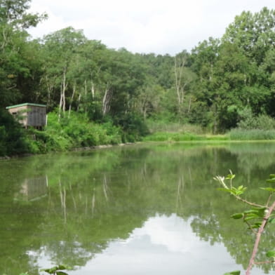 L'étang de Marvy à Neuvy-sur-Loire