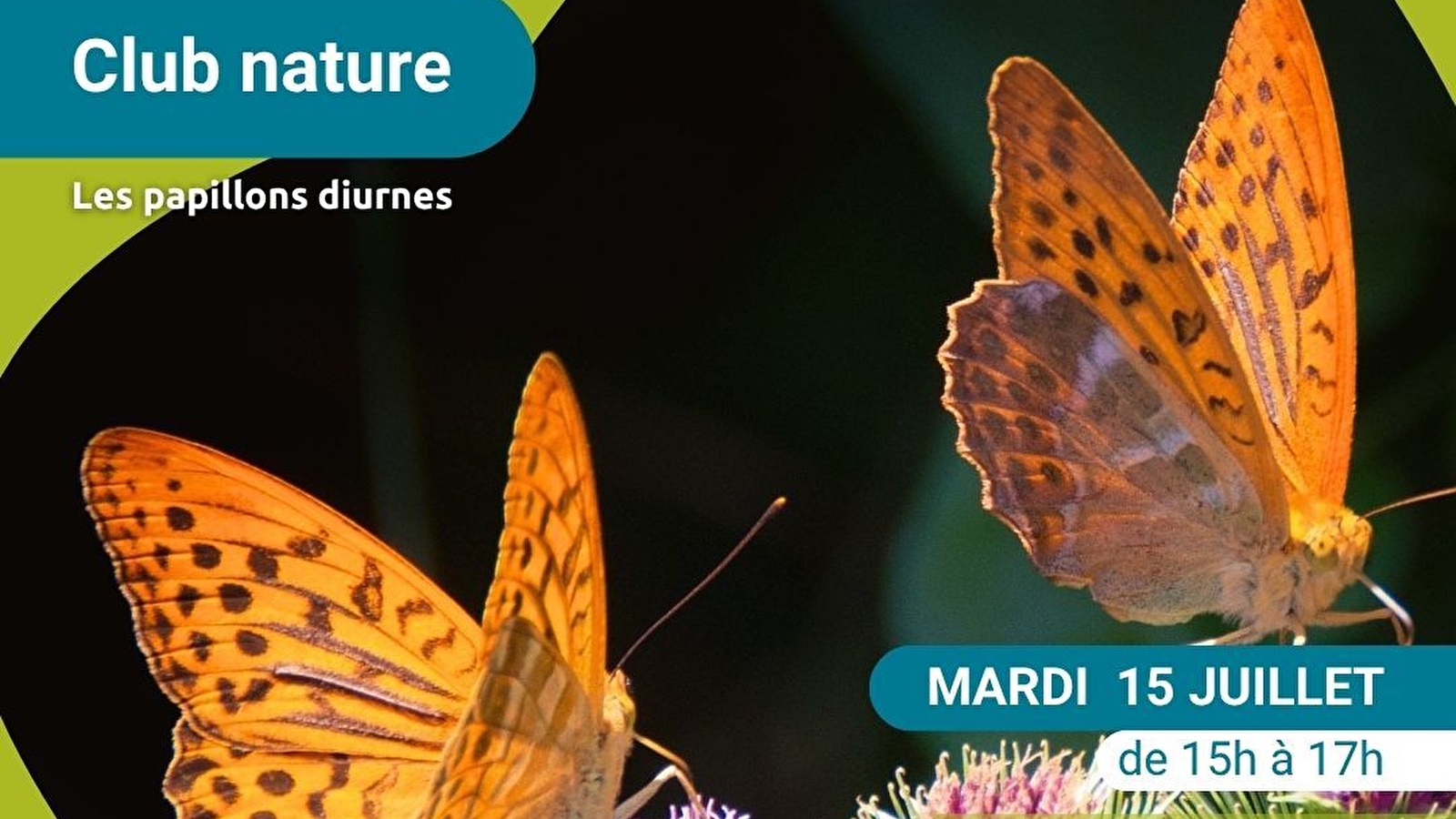 Sortie 'Papillons diurnes'