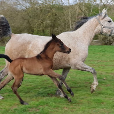 A cheval au Domaine de Courcelles