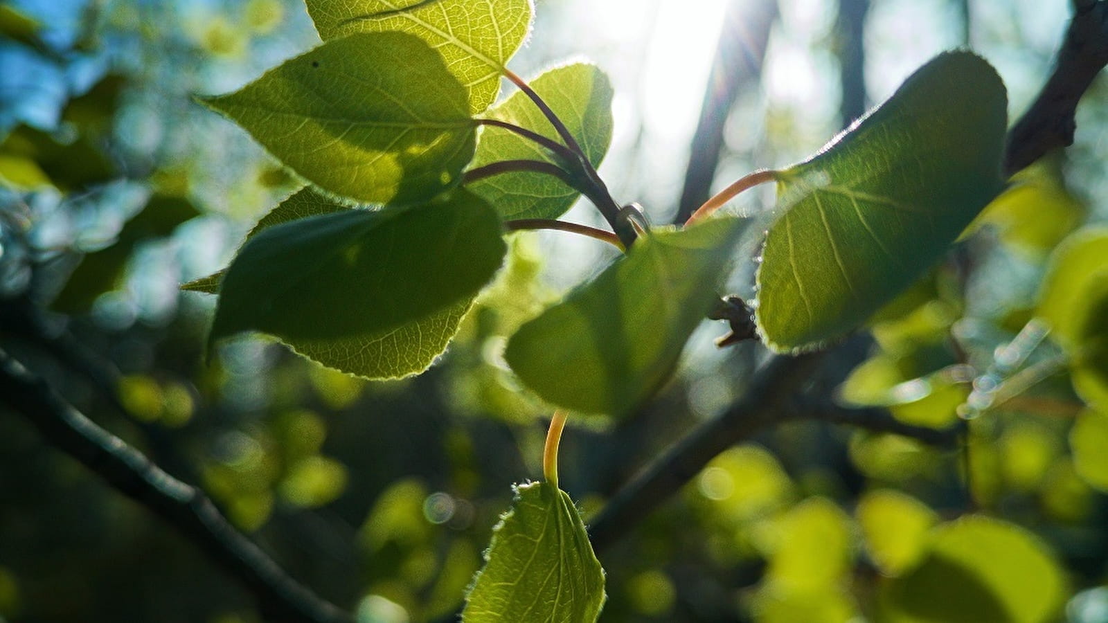 'L'arbre poète ' ou la joie retrouvée