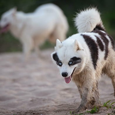 Cani randonnée par Wood'Cie Ranch Canin