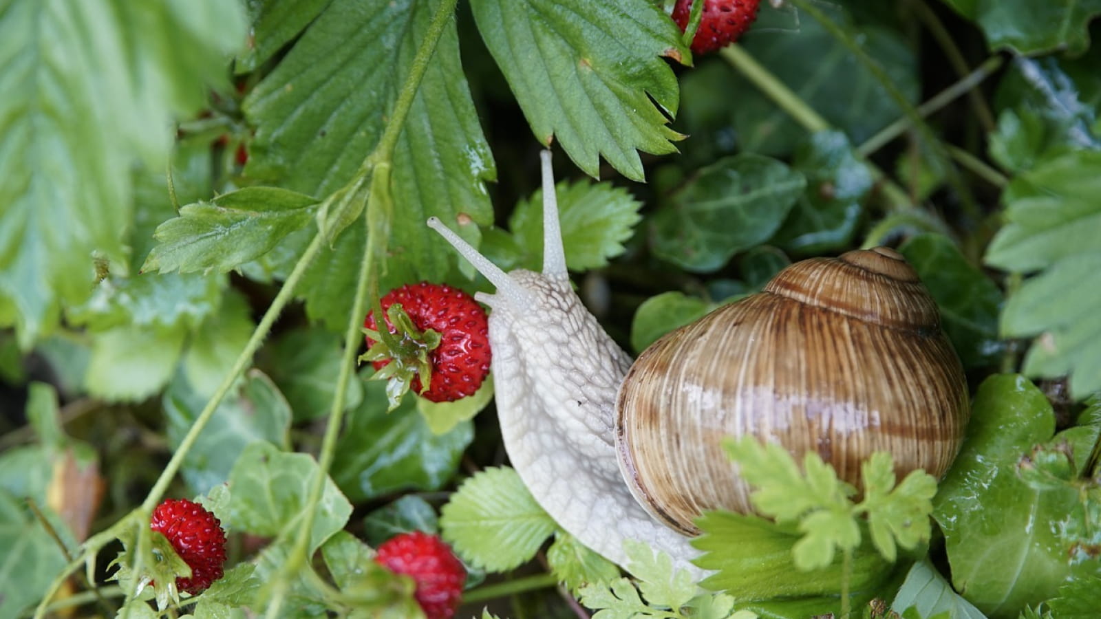 La Maison des Escargots