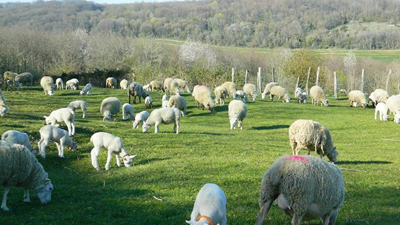 Auberge à la Ferme du Mont