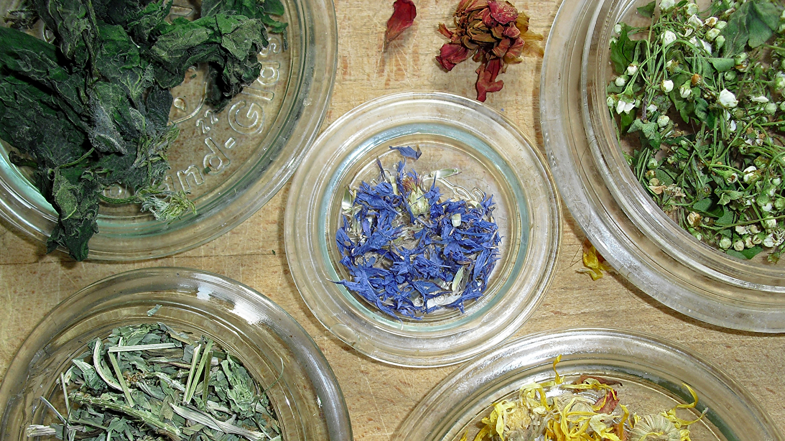 Stage botanique et usages des plantes (5 jours)