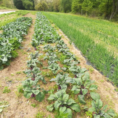 Le jardin des Berthiers