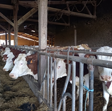 Oh la vache ! Visite d'une exploitation fromagère familiale