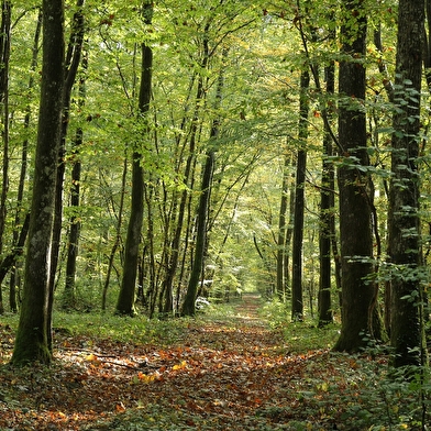 Sortie nature : Les arbres communiquent