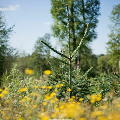 Association française du sapin de Noël naturel