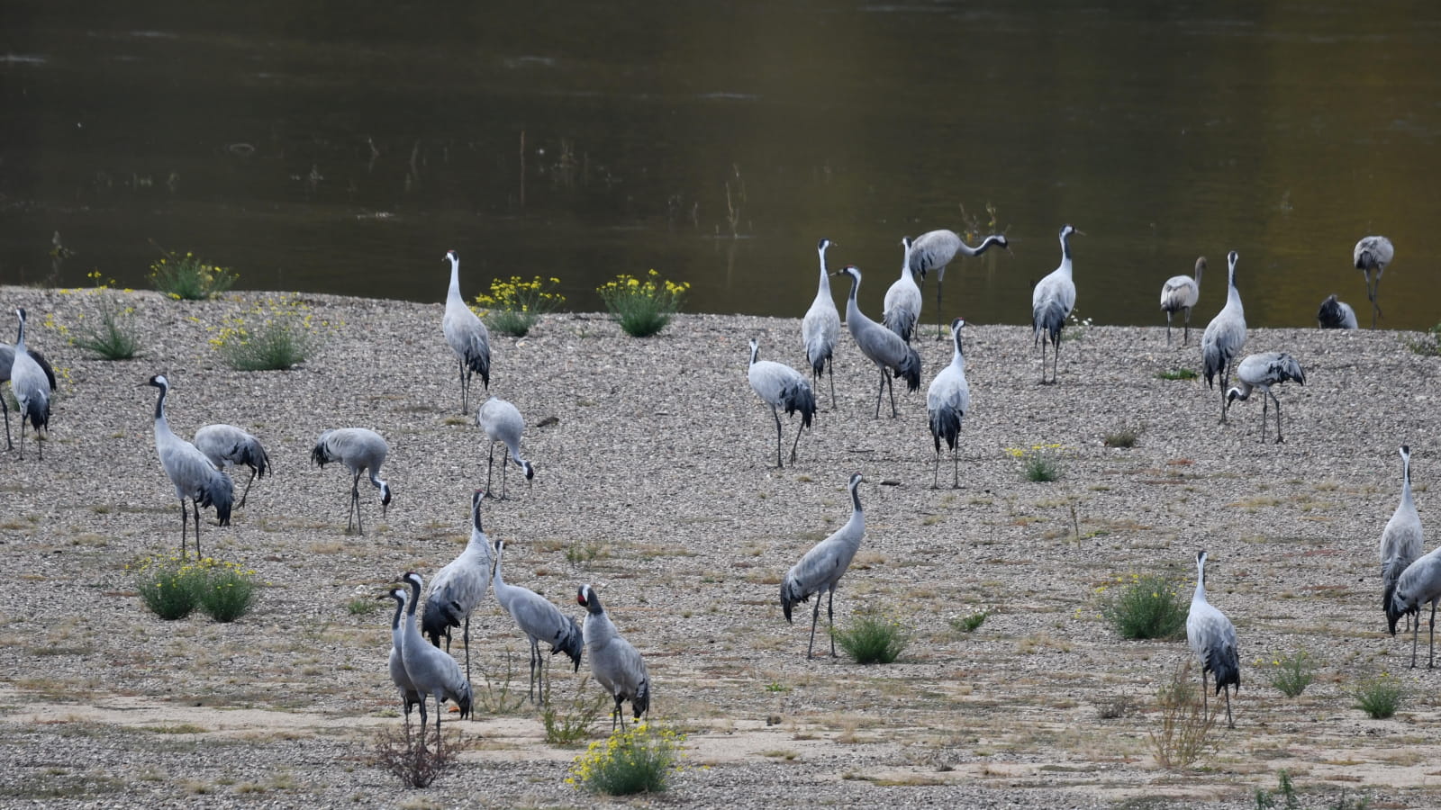Festi'grues