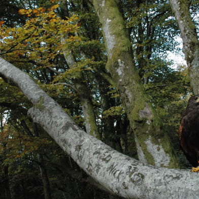 A tire d'ailes : randonnée avec des rapaces en liberté à Bibracte