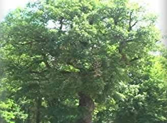 Le chêne du Tiers - MONTAMBERT