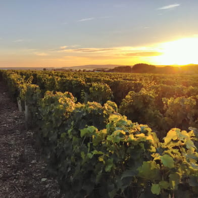 Domaine de Maltaverne