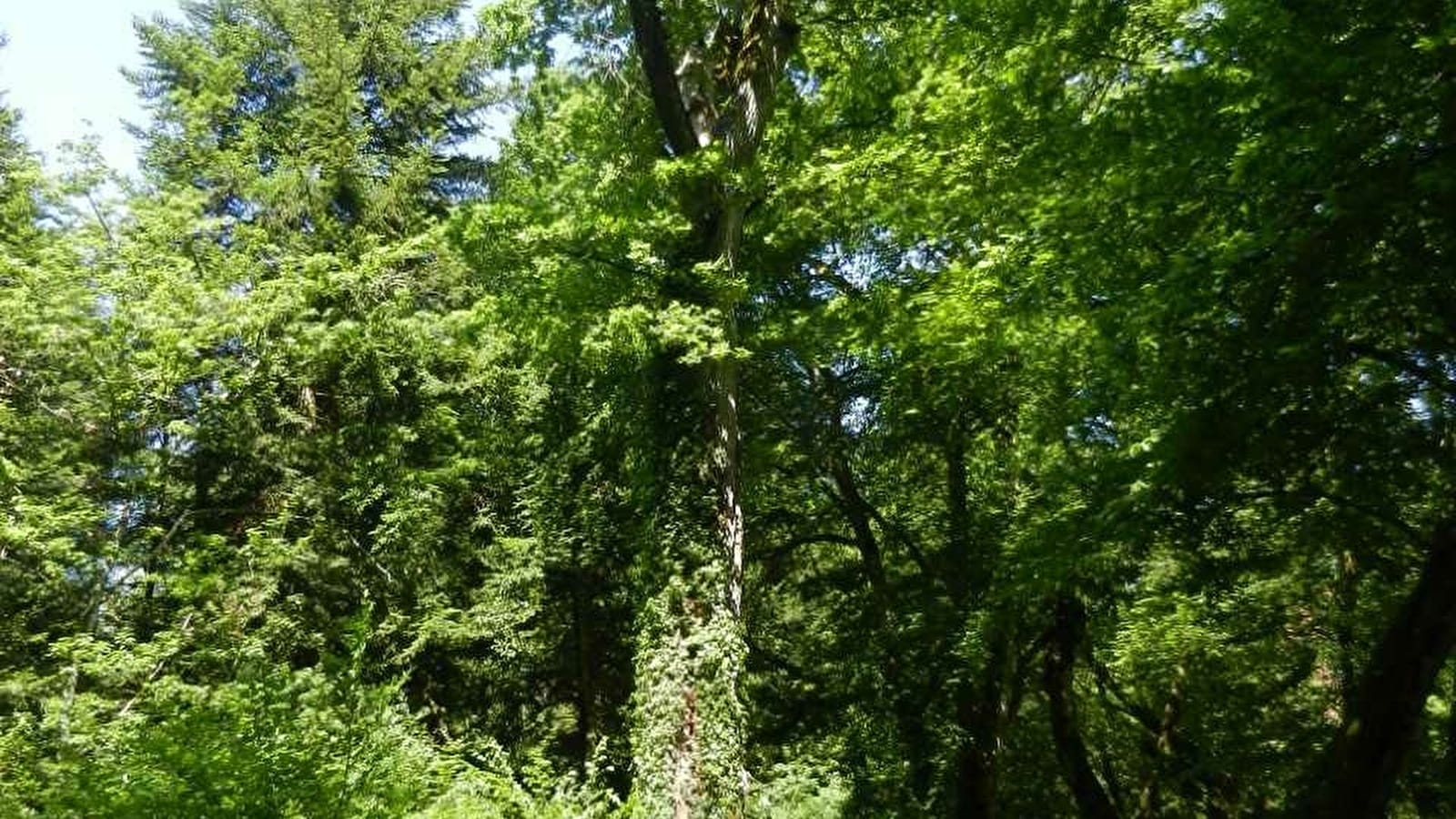 Exposition : La forêt historique du Nivernais Morvan - Follis en Bertranges