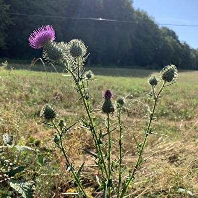 Sortie Nature : Cueillette et herborisation
