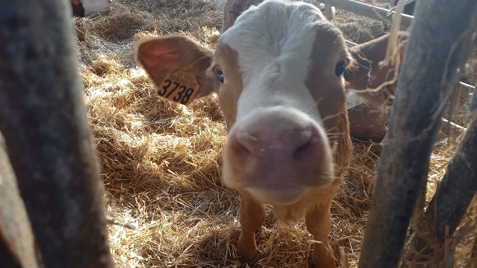 Oh la vache ! Visite d'une exploitation fromagère familiale