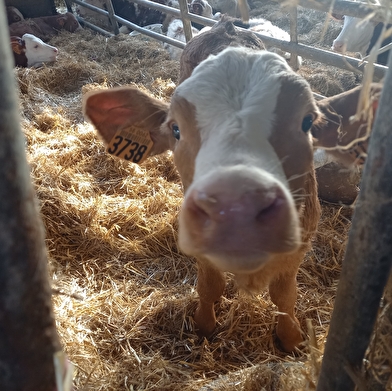 Oh la vache ! Visite d'une exploitation fromagère familiale