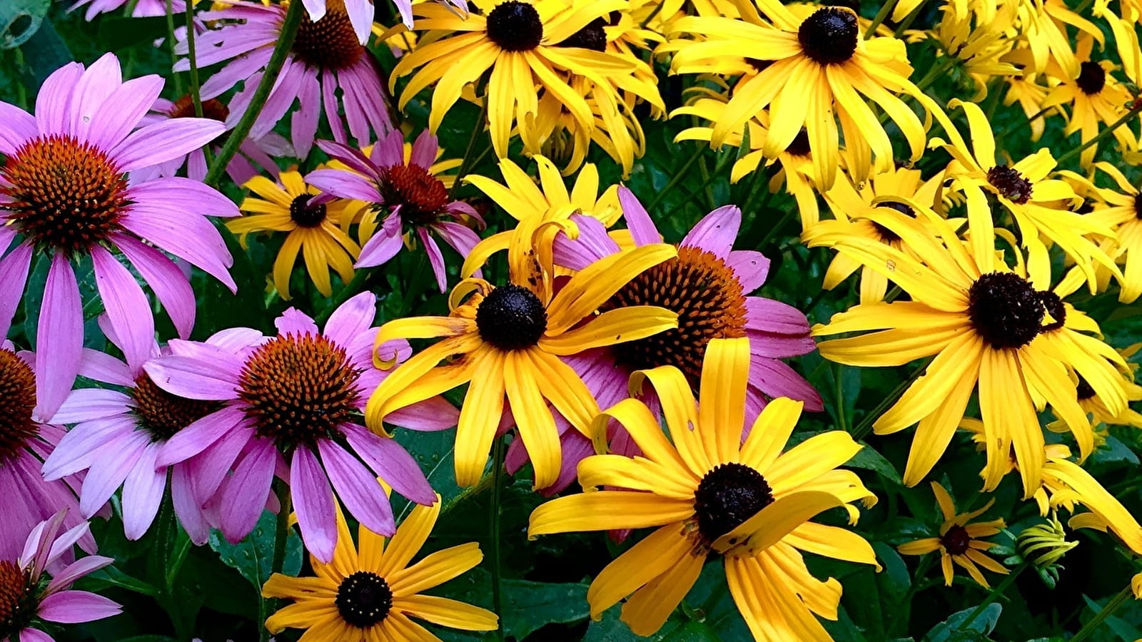 Foire aux plantes