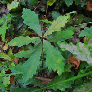 Forêt des Bertranges