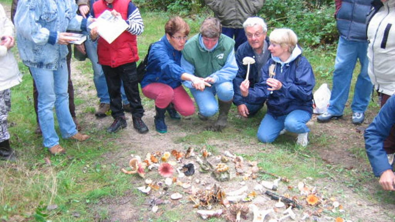 Sortie nature : Les champignons dans nos forêts