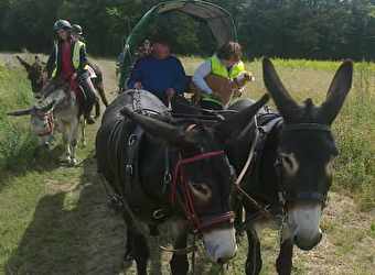 Haras du Magny - Ânes de selle et d'attelage - LA FERMETE