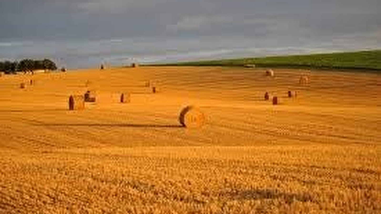 Comice agricole