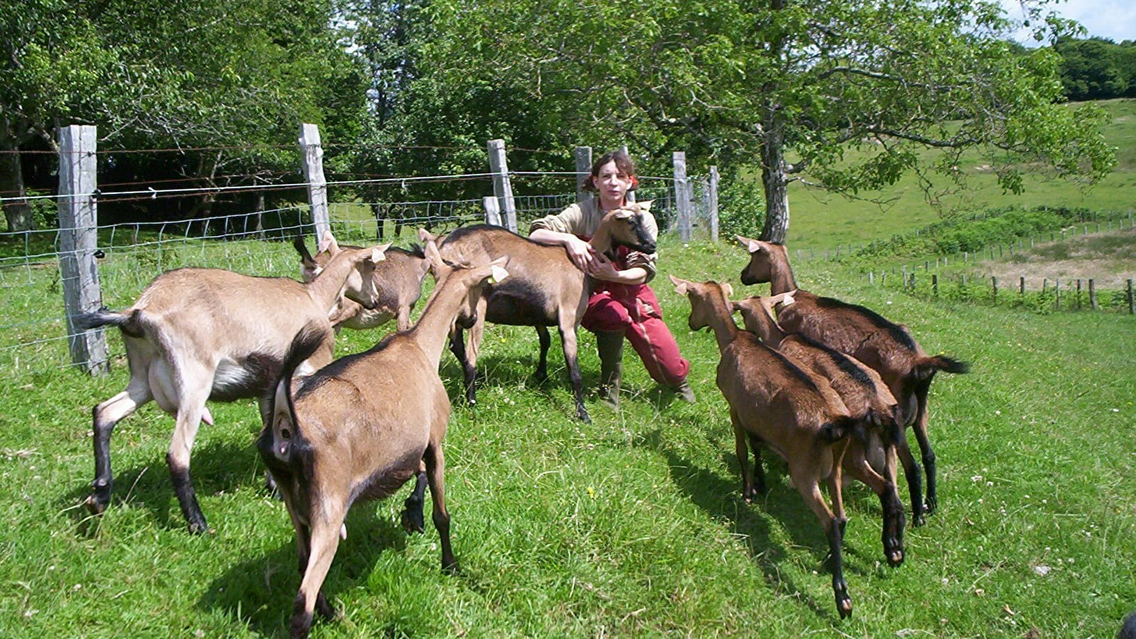 Les chèvres de Lucie