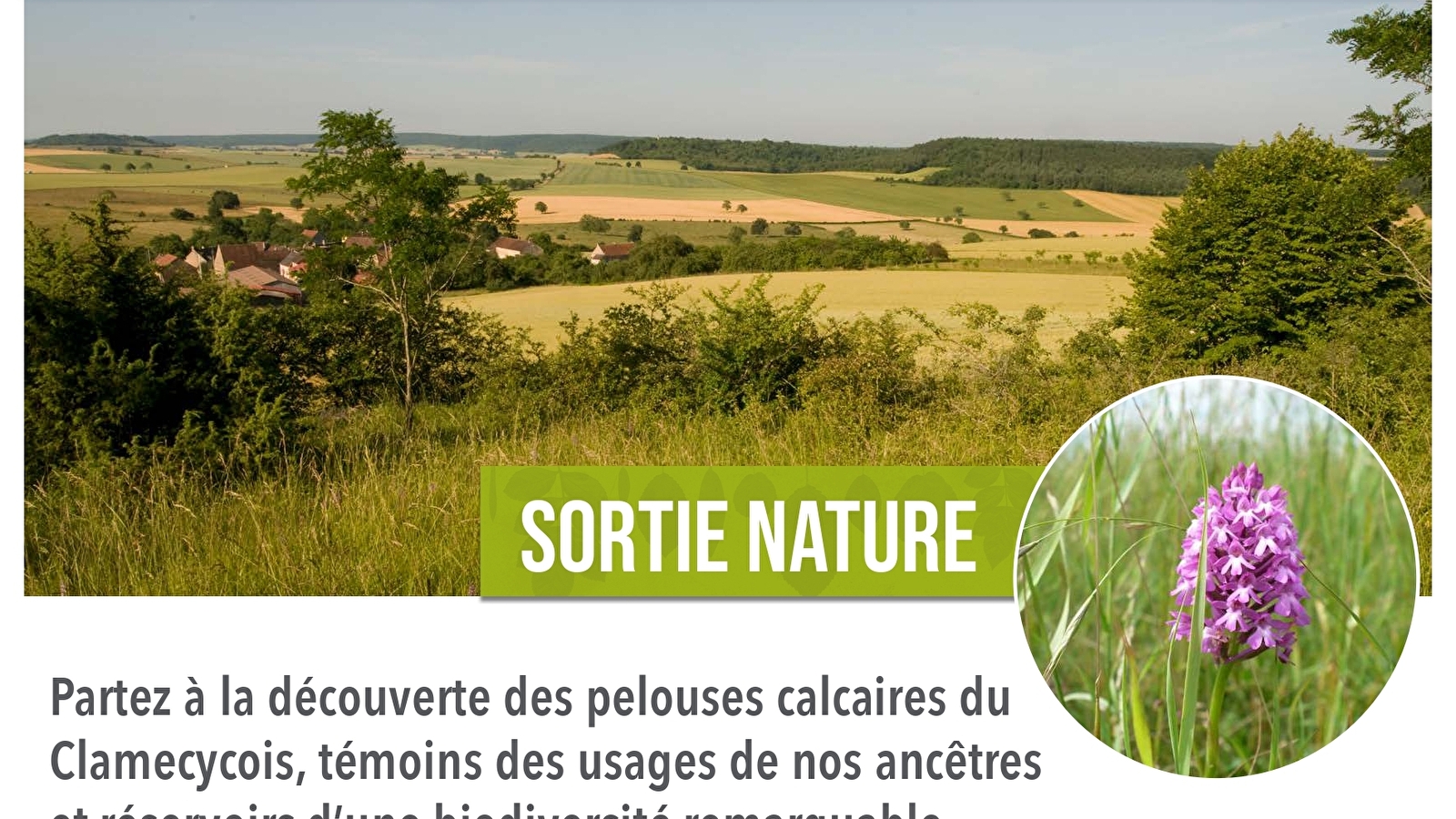 Sortie nature : pelouse calcaires, un patrimoine à préserver