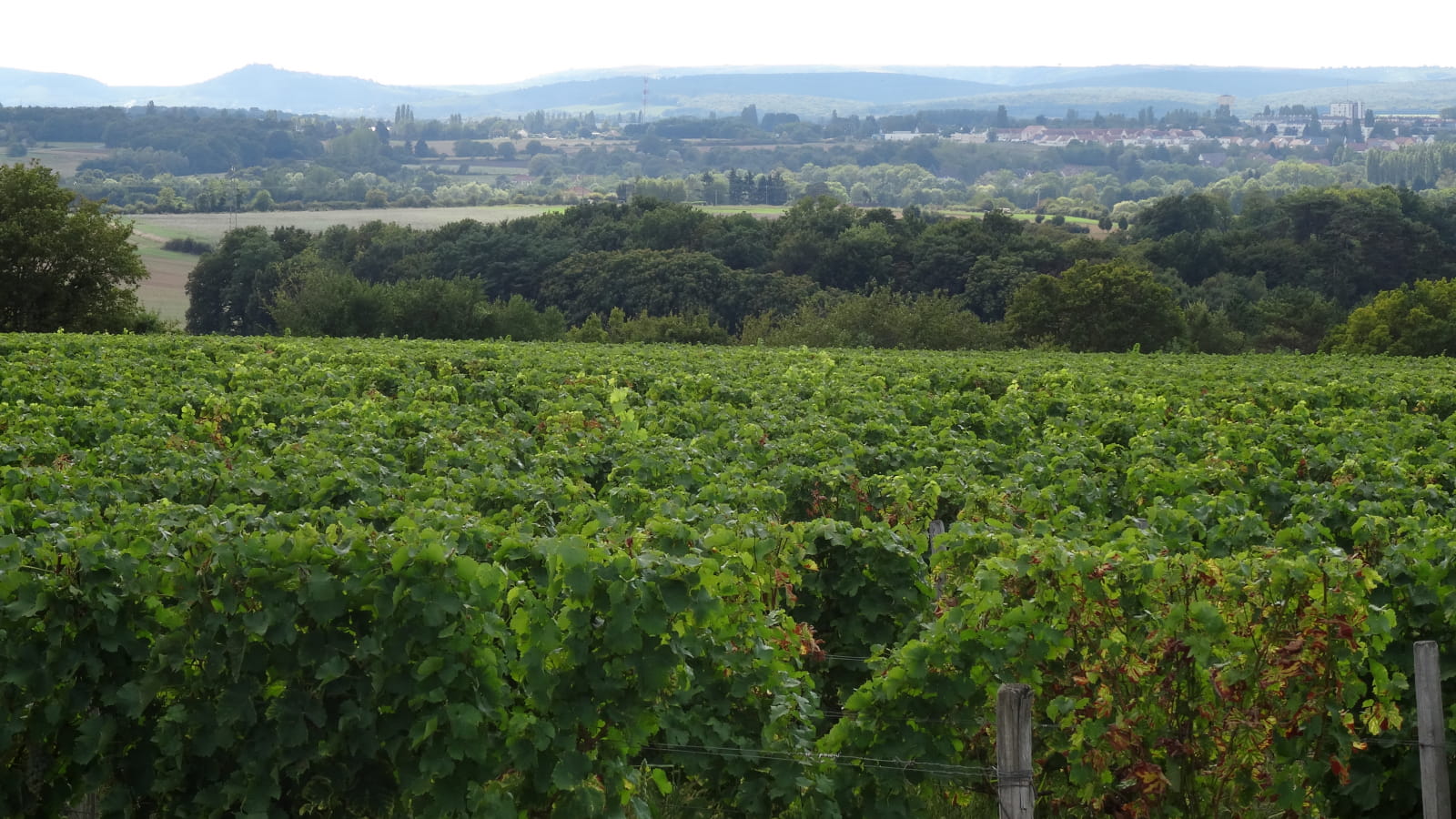 En randonnée à Saint-Père, au coeur des vignes de l'AOC Coteaux du Giennois