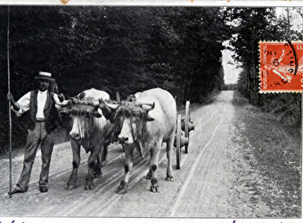 Visite zoom : dans les pas des vaches et boeufs du Morvan - SAINT-BRISSON