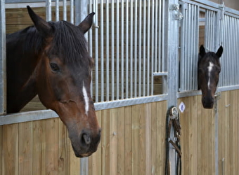 Haras de Tigran - CHAMPVOUX