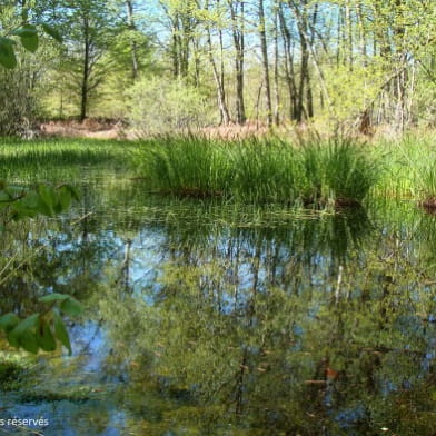 Forêt de Prémery