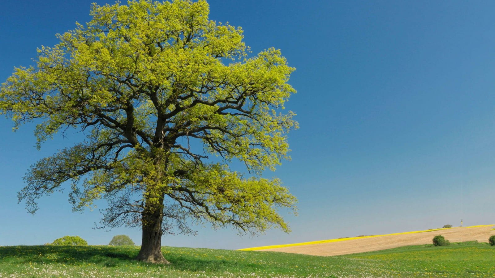 L’arbre, génie de la biodiversité