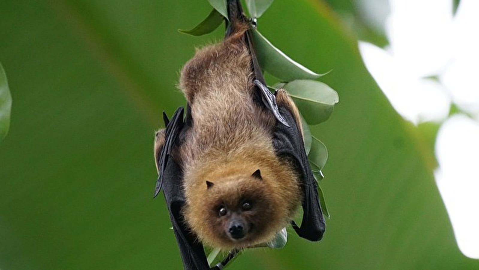 Création d'un abri à chauve-souris