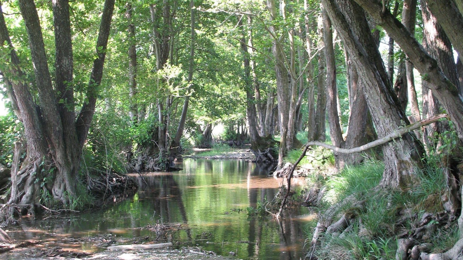 Soirée débat - Entre l'Aron et la Loire : quelle biodiversité dans nos cours d'eau et quels enjeux ?