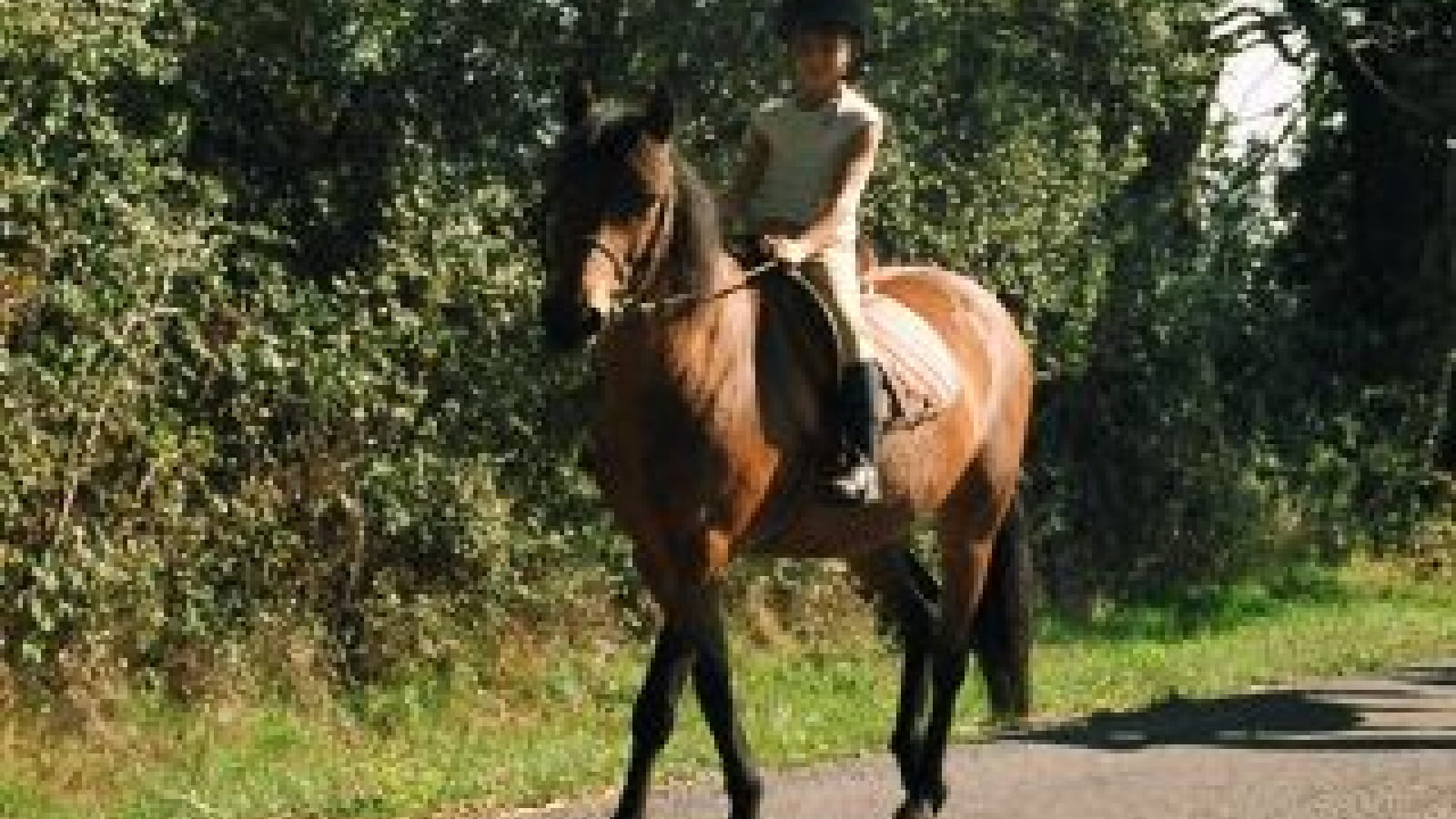 Balade à cheval au Centre équestre des Bruyères