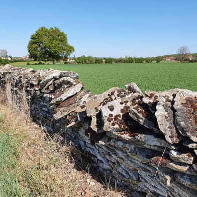 Randonnée à Druy Parigny / Boucle le Chemin des Druydes