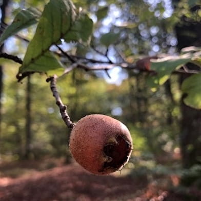 Sortie Nature : Cueillette et herborisation