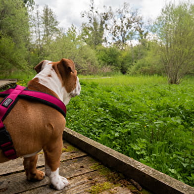 Sentier de la nature du domaine de la Beue de Lépido le papillon