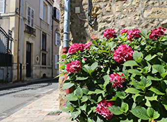 Rendez-vous aux jardins: visite guidée 'les Sauvageonnes de nos rues' - NEVERS