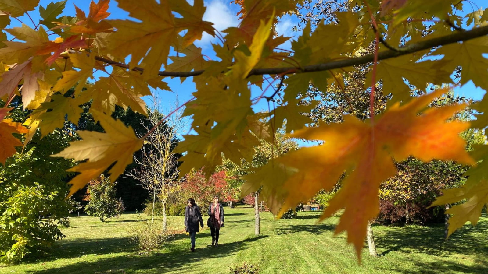 Visite guidée exceptionnelle à l'Arboretum d'Adeline