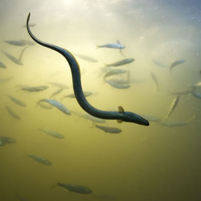 Soirée débat - Entre l'Aron et la Loire : quelle biodiversité dans nos cours d'eau et quels enjeux ?